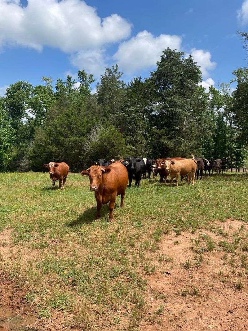 Skip The Grocery Store: These 9 Georgia Farms Offer Locally Raised Beef To Take Home - Decor Hint Little Springs Cattle Co.