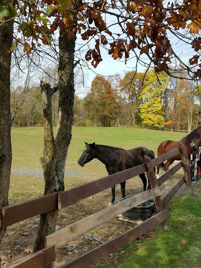 Catskill Animal Sanctuary, Saugerties