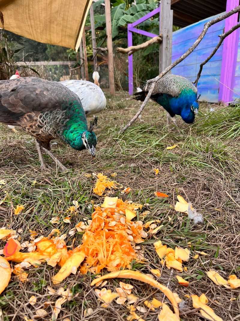 Volunteers Keep This Whole Farm Running