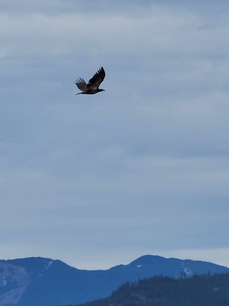 Thousands Of Snow Geese Blanket This Washington Valley Every Fall In A Spectacle You Won’t Forget - Decor Hint Eagles, Swans, And Sneaky Owls