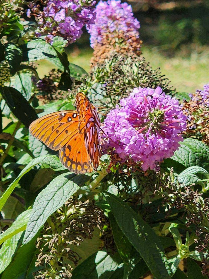 Blooming Shrubs And Wildlife-Friendly Natives