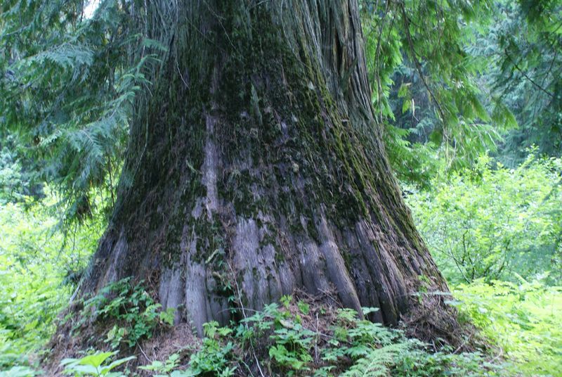 This Idaho Forest Lets You Walk Among Cedars That Were Already Growing Centuries Before Statehood - Decor Hint Huckleberry Bushes Hiding In Plain Sight