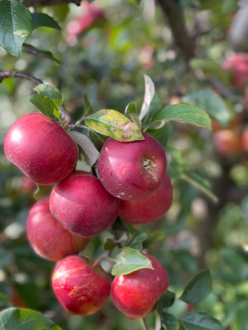 This Kentucky Apple Orchard Was Named The Best Place In The State To Go Apple Picking - Decor Hint An Easy Drive Out Newtown Pike Leads To Orchard Bliss