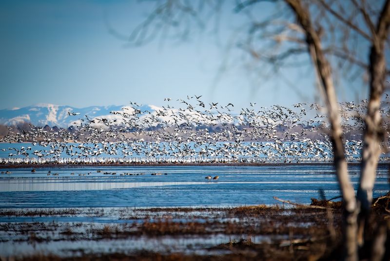 Arctic Travelers With Seven-Foot Wings