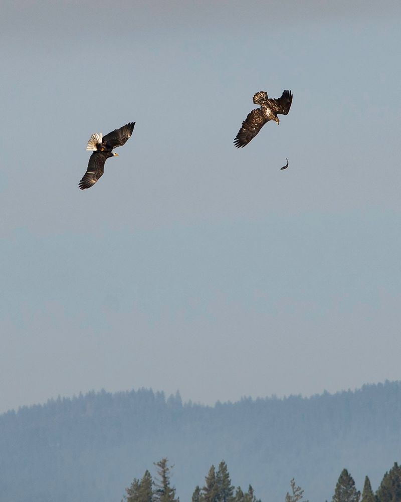Why The Eagles Show Up