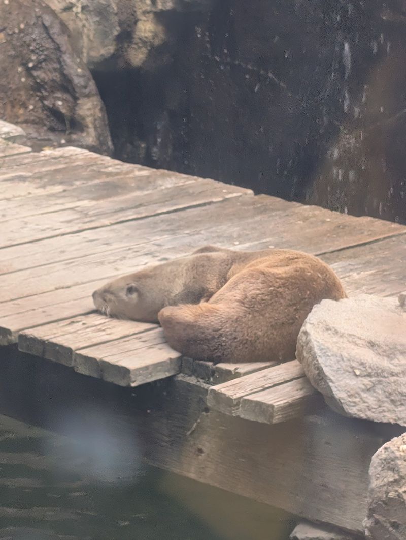 This Idaho Zoo Lets You See The State's Wildest Animals Up Close - Decor Hint Where the Otters Steal the Show
