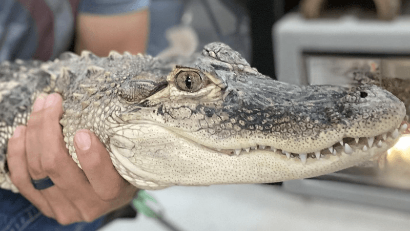 Snakes, Geckos, And A Young Alligator Up Close