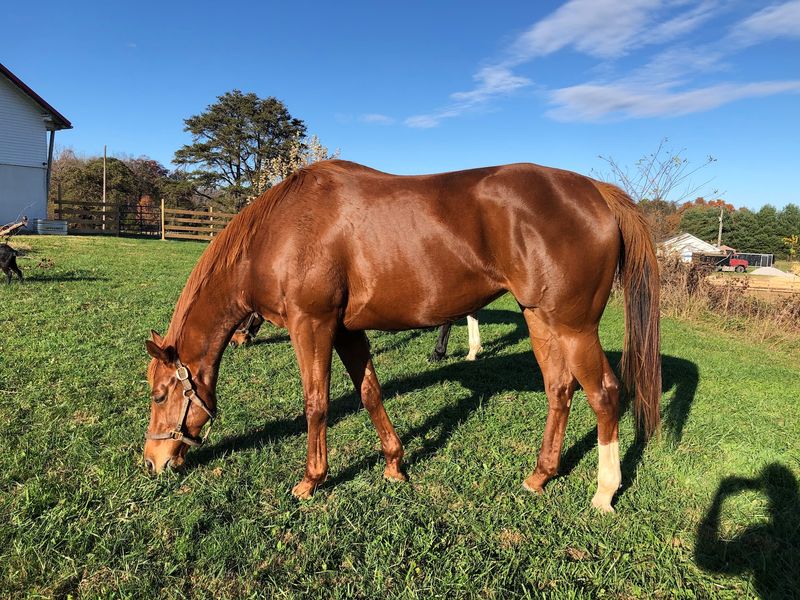 Nicura Ranch