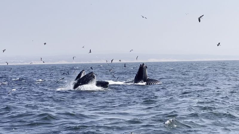 Whales Might Be The Best Neighbors In Town