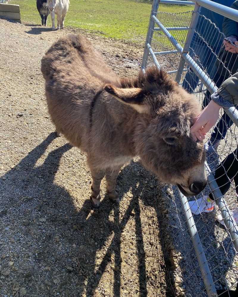 Donkeys Steal The Show