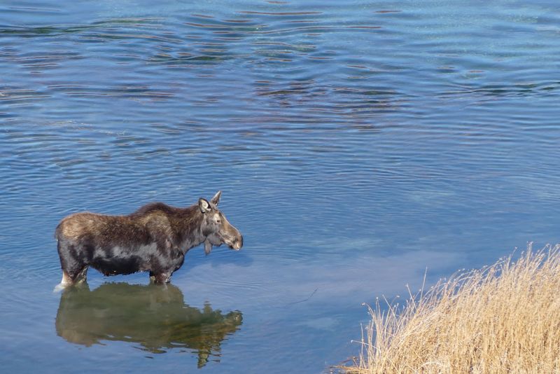 Moose In The Willows And Cranes In The Meadows