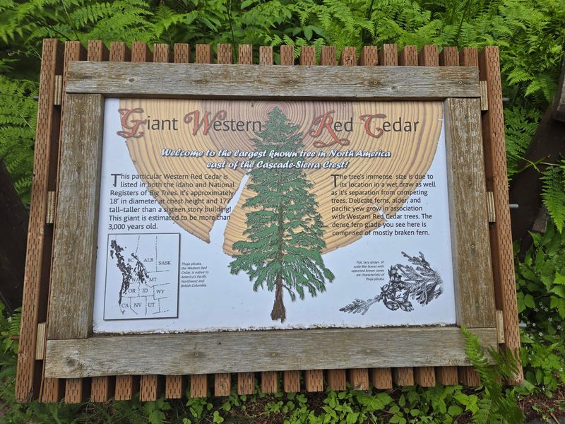 This Idaho Forest Lets You Walk Among Cedars That Were Already Growing Centuries Before Statehood - Decor Hint Timing, Trail Conditions, And A Bonus Grove Nearby