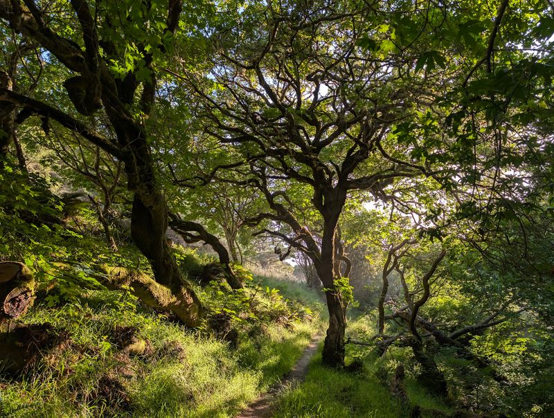 California’s November Hike Of The Month Is A Scenic Trail Worth Exploring Before Winter Arrives - Decor Hint Redwoods And Ferns Turn The Canyon Impossibly Green