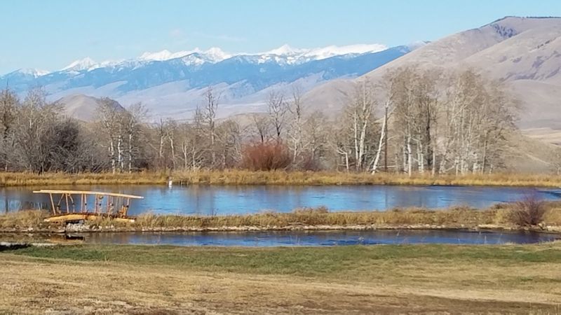 Bison Graze The Pastures At Blackhorn Bison Ranch In Lemhi, Idaho - Decor Hint Springs Running Through High Ground