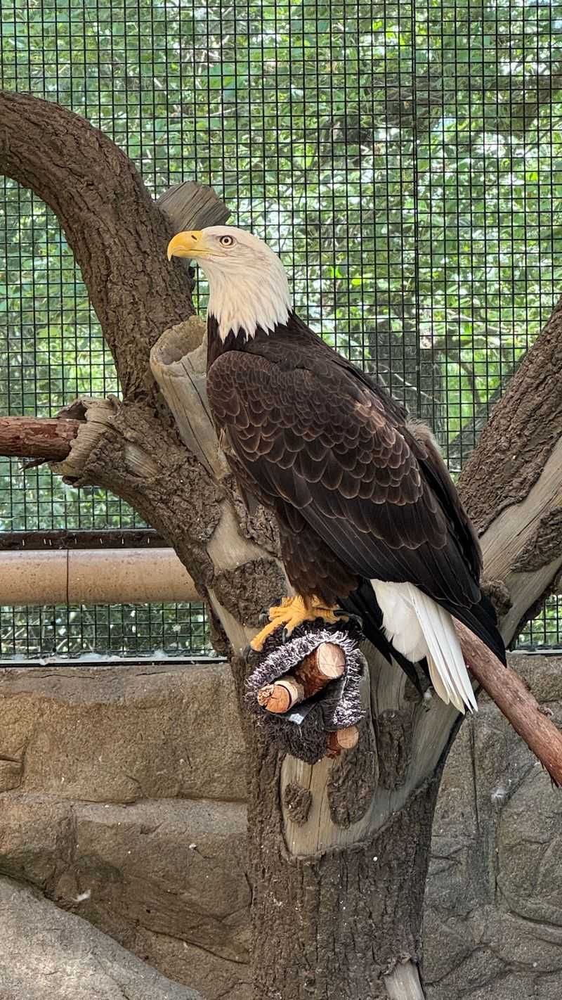Lindsay Wildlife Experience, Walnut Creek