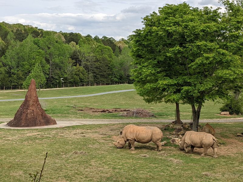 These 5,000 Pound Rhinos Can Run 30 MPH, And You Can See Them In North Carolina - Decor Hint Hop On The Zoofari For A Closer Rhino Look