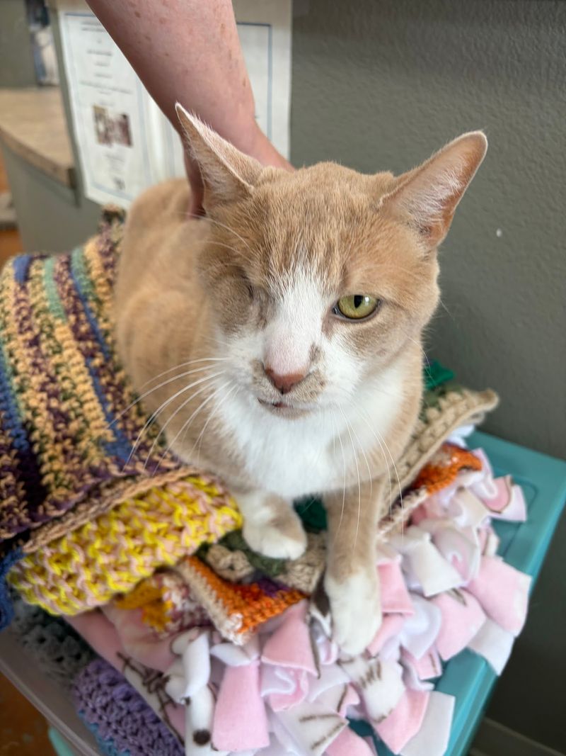 More Than 30 Rescued Cats Roam Free Inside This Cage-Free Idaho Sanctuary Open To Visitors - Decor Hint Halloween Cuddles and Other Reasons to Visit