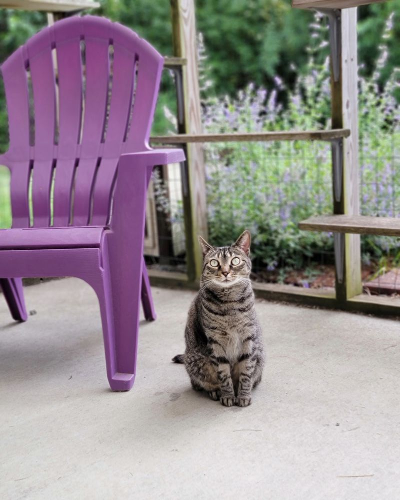 Outdoor Cats Get Help Too, Thanks To Trap-Neuter-Return