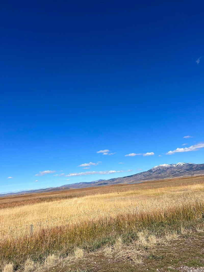 North America's Biggest Bulrush Marsh Hides In Plain Sight