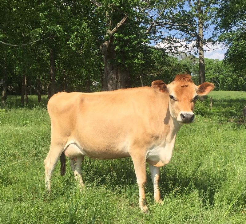 This Connecticut Creamery Makes Cheese The Old-Fashioned Way And The Results Are Worth Seeking Out - Decor Hint The Jersey Cows Out Back Deserve Most Of The Credit