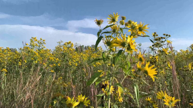 More Than 370 Plant Species Paint The Hills Through Every Season
