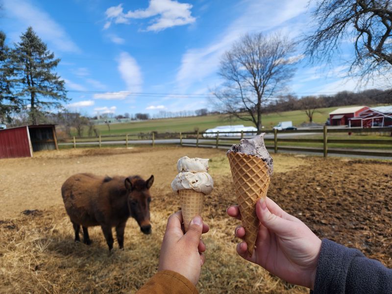 Here Are 8 Pennsylvania Ice Cream Dairies Where The Cows Are Right Out Back - Decor Hint Klein Farms Dairy & Creamery, a Third-Generation Pennsylvania Farm