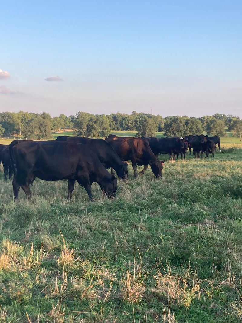 These 10 Kentucky Farms Raise Their Own Beef And Let You Take It Straight Home To Your Table - Decor Hint Main Farm Store Location: Hallstead Farms And Meats