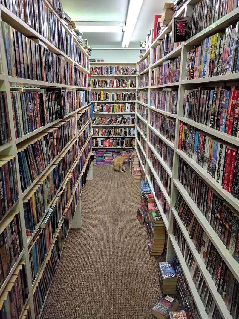 Paperback Bookworm