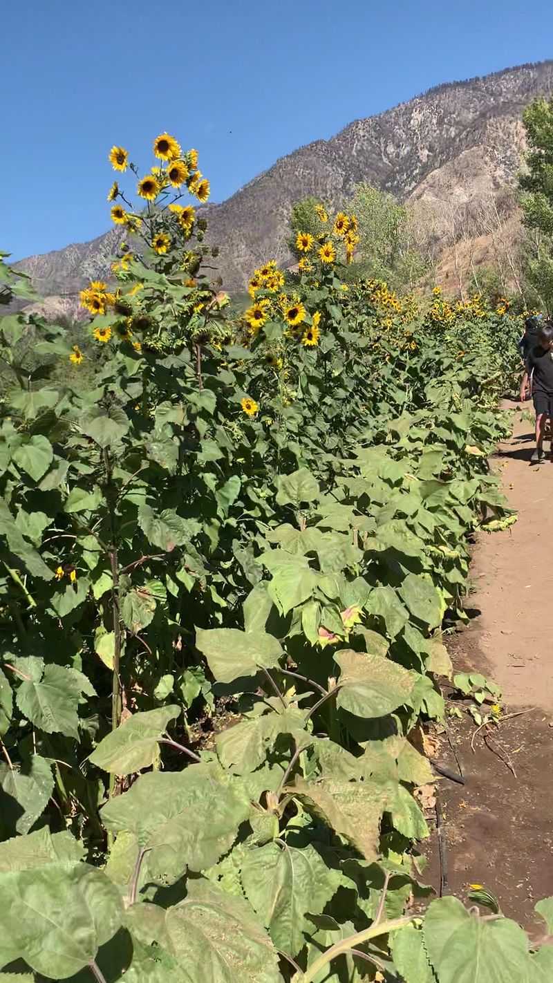 Hidden Into The San Bernardino Mountains