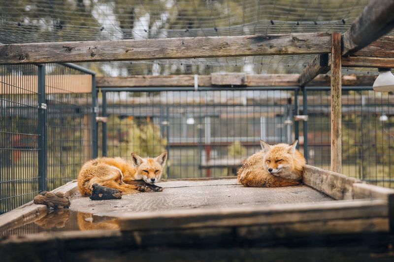 Foxes, Tortoises, And Pete The Pelican Round Out The Crew
