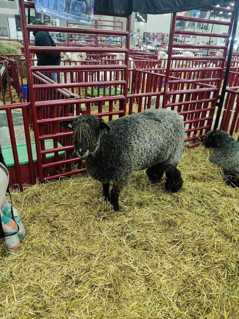 Make It A Full Day At The Giant Livestock Expo