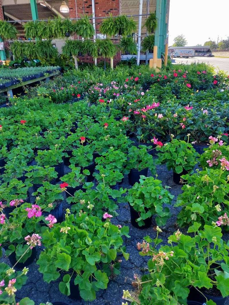 A Garden Corner Full Of Color