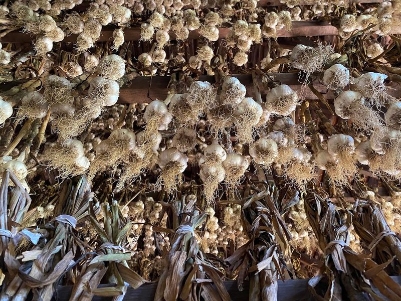 Garlic Is The Star Of The Show