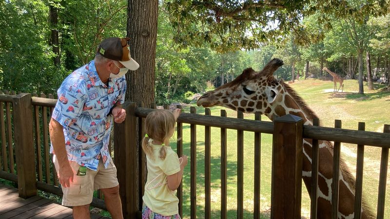 These 5,000 Pound Rhinos Can Run 30 MPH, And You Can See Them In North Carolina - Decor Hint Butterflies, A Carousel, And Giraffe Snacks Keep Kids Grinning