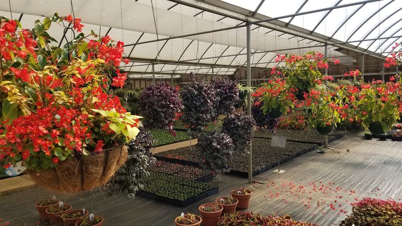 Fall Pumpkins, Pansies, and Hanging Basket Heaven