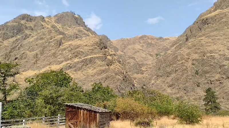 Bighorn Sheep, Deer, And Other Canyon Locals