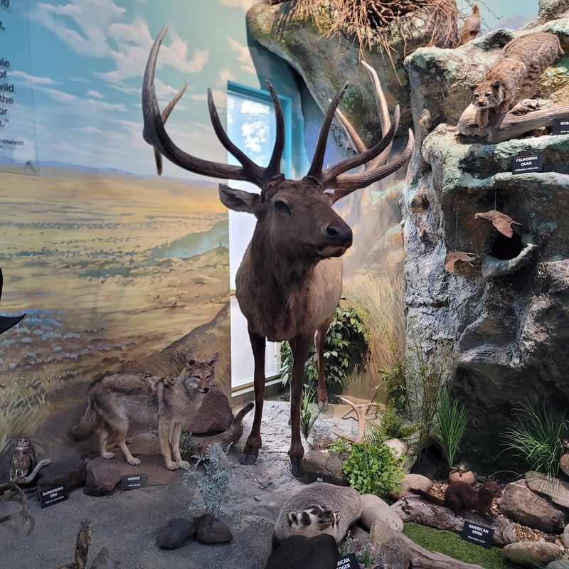 Horns, Antlers, And Skulls That Kids Are Allowed To Touch