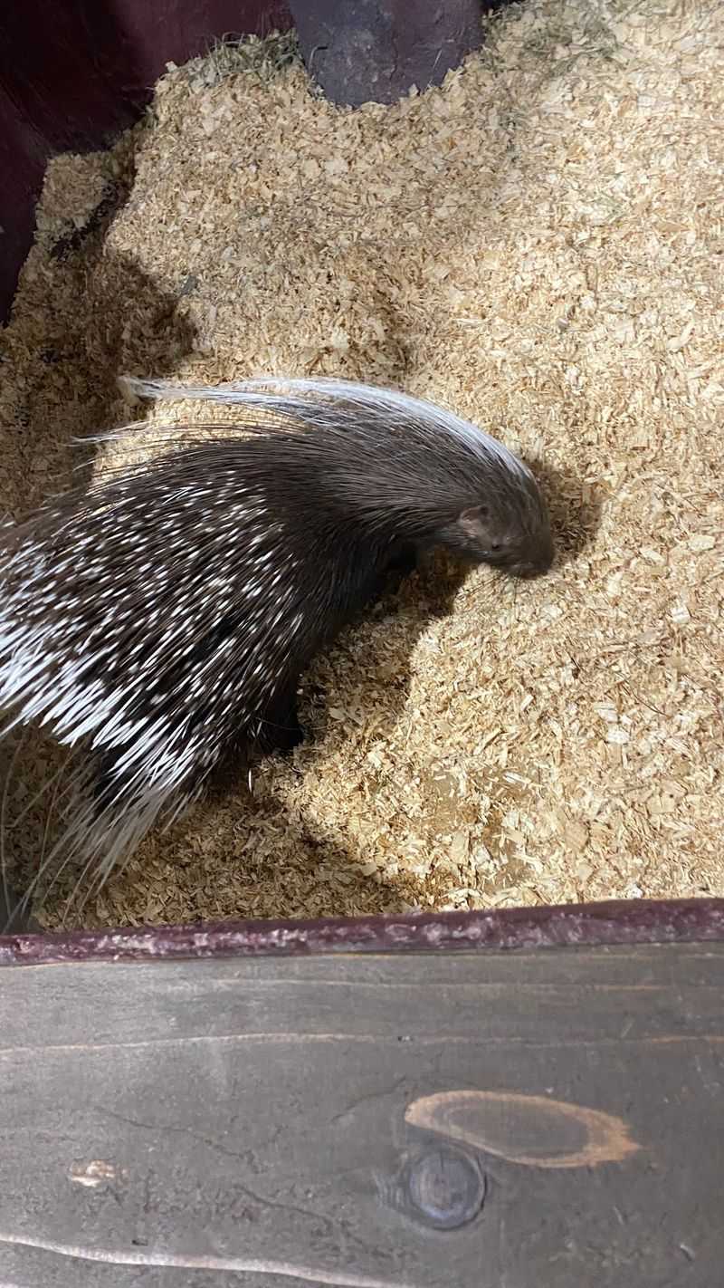 Willow The Porcupine Steals The Show