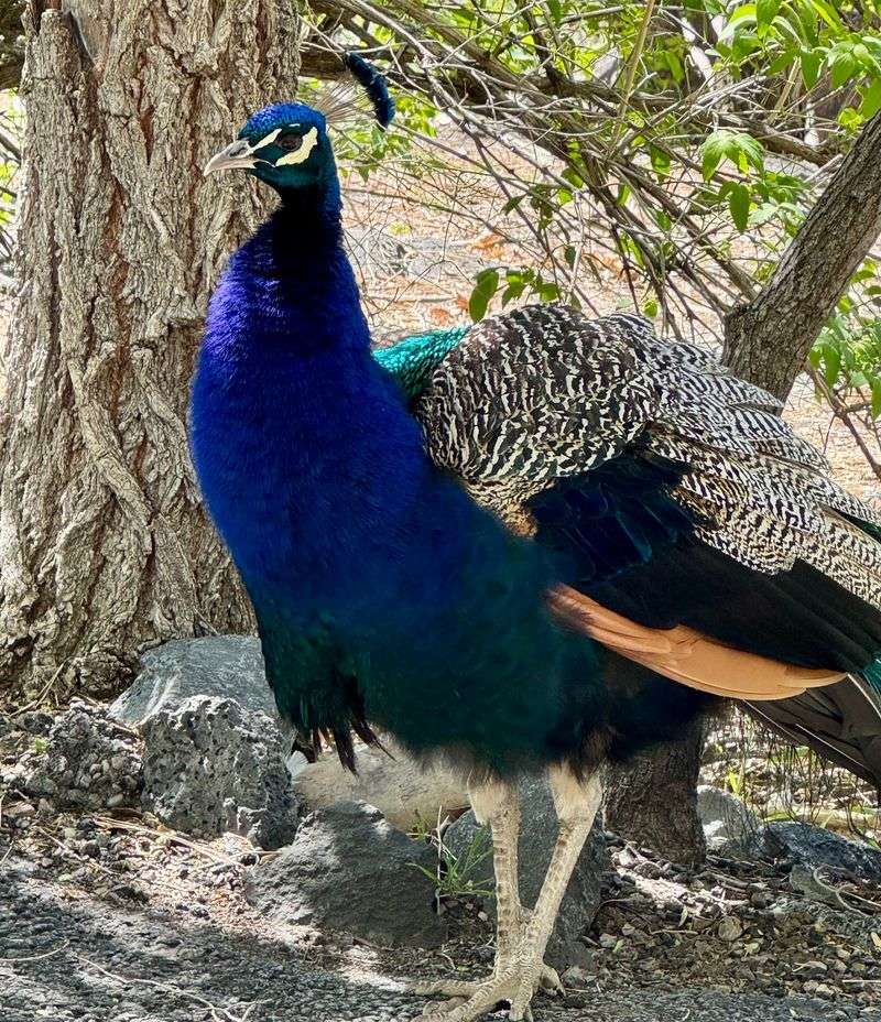 Bison, Badgers, And A Peacock Or Two