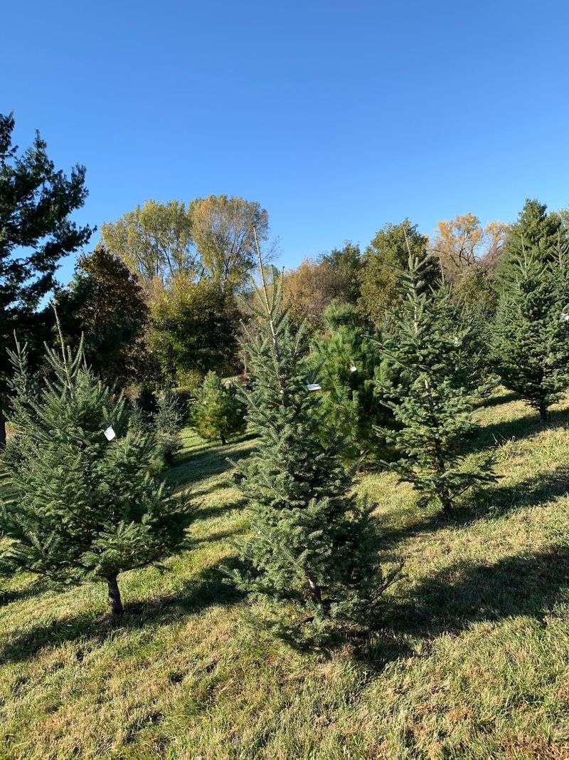8 Nebraska Christmas Tree Farms Where You Saw Down A Tree Grown In Their Own Fields - Decor Hint Prairie Woods