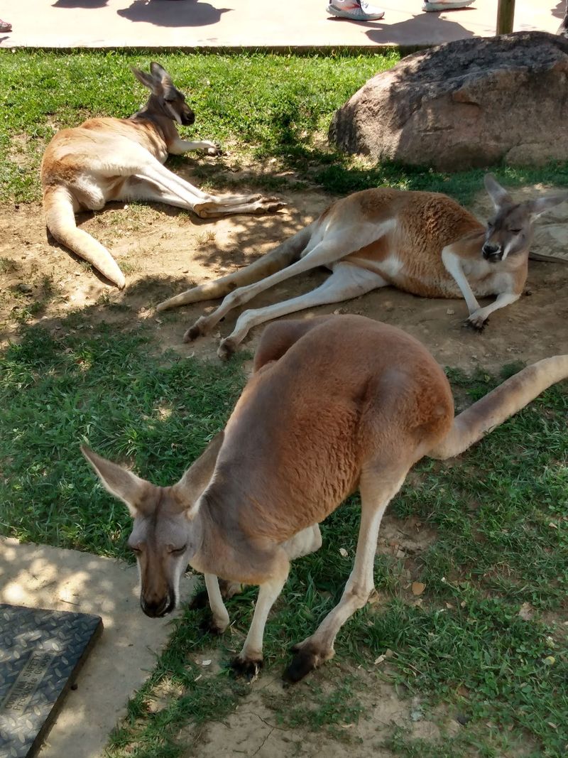 Kangaroos Hopping Around In Kentucky