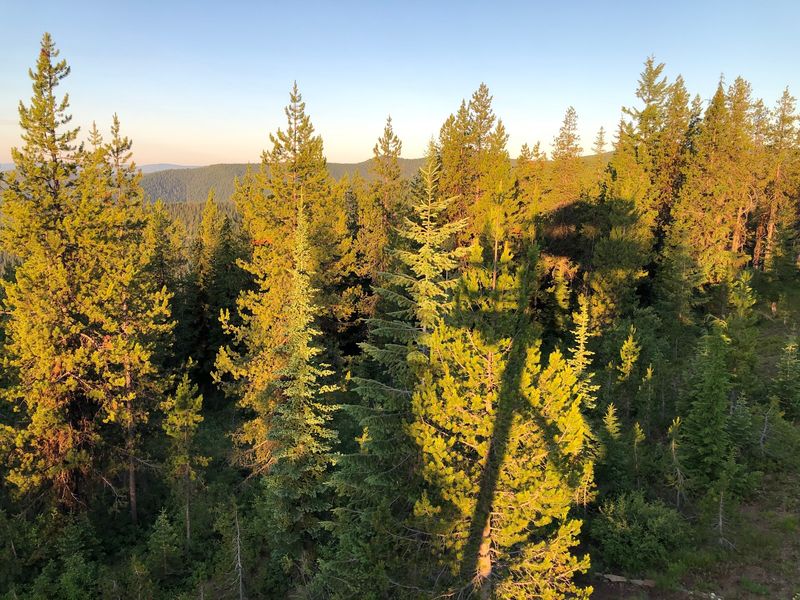 At 7,014 Feet This Idaho Lookout Tower Rents Overnight Stays Above The Treetops - Decor Hint Trees That Grew Up And Stole The View