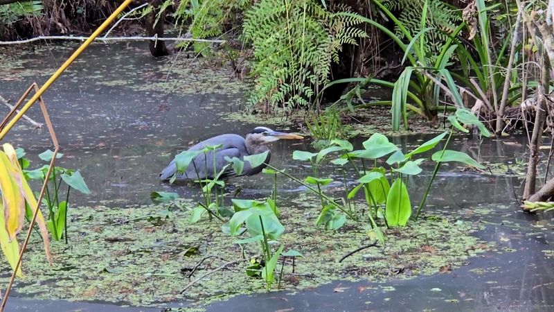 Painted Buntings, Limpkins and the Daily Chalkboard