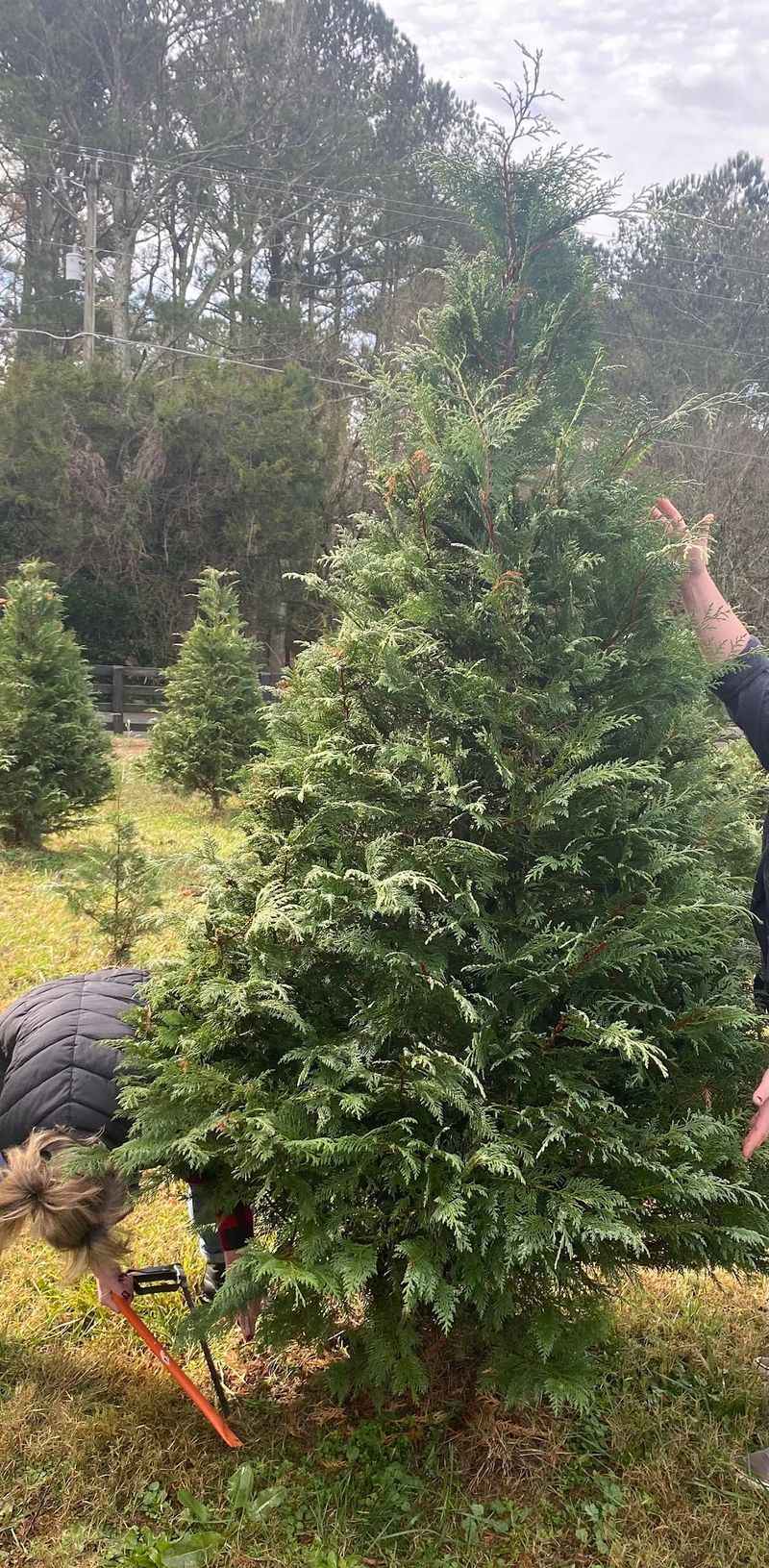 Deerwoods Christmas Tree Farm