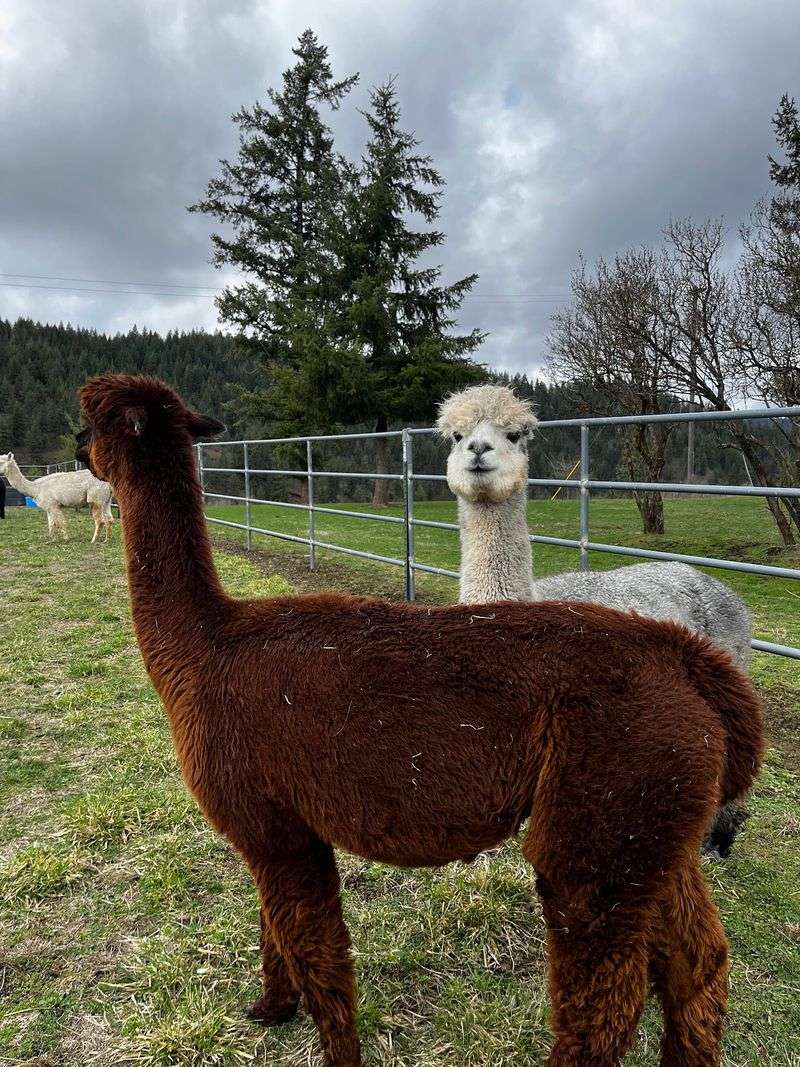 Fleece Worth The Fuss