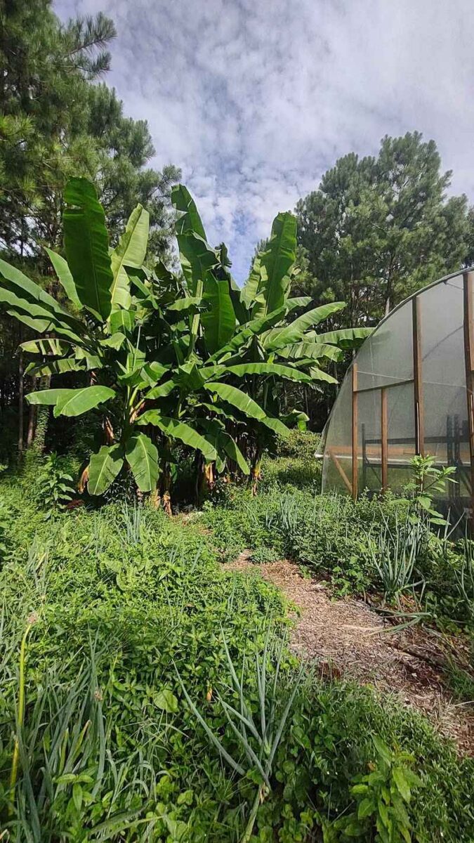 Georgia Is Home To America's Largest Public Food Forest Where You Can ...