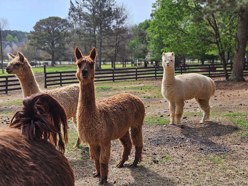 Creekwater Alpaca Farm