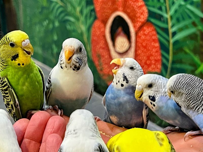 Finger-Nibbling Fish And A Swooping Parakeet Flock