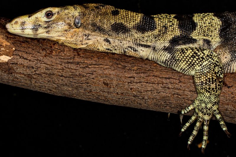 You Can Actually Say Hi To Panda The Tegu