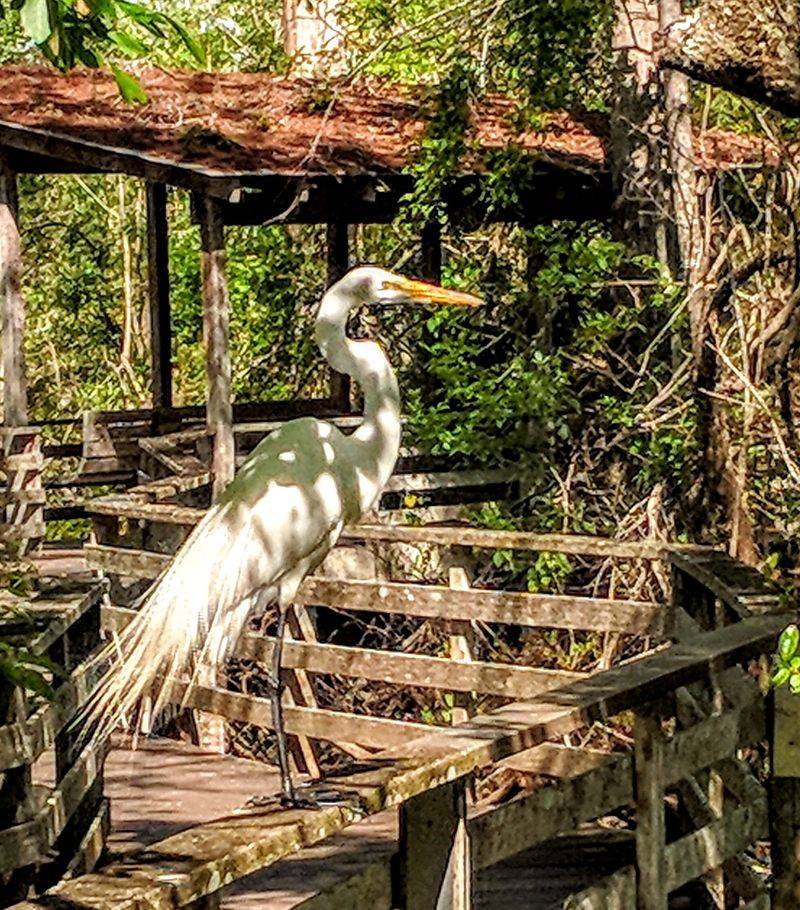 Wood Storks Overhead